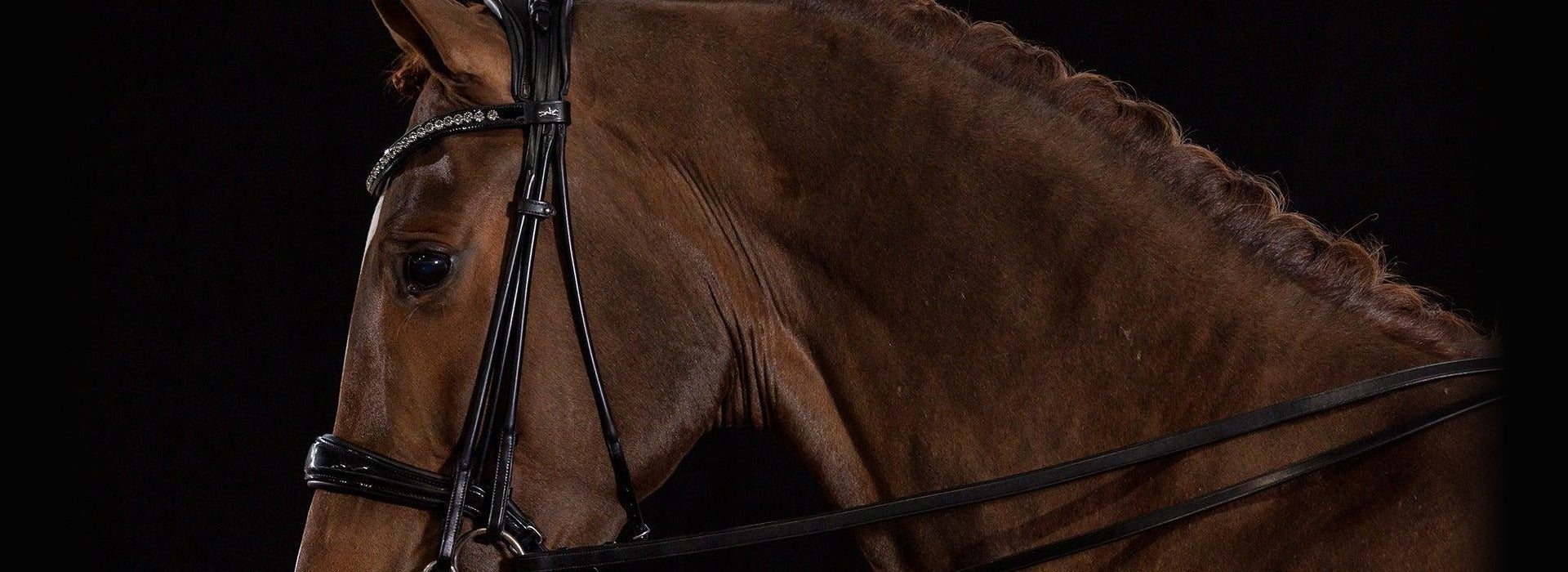 Schockemöhle bridle and reins on a dressage horse — professional lifestyle photography showing the quality and fit of Schockemöhle tack