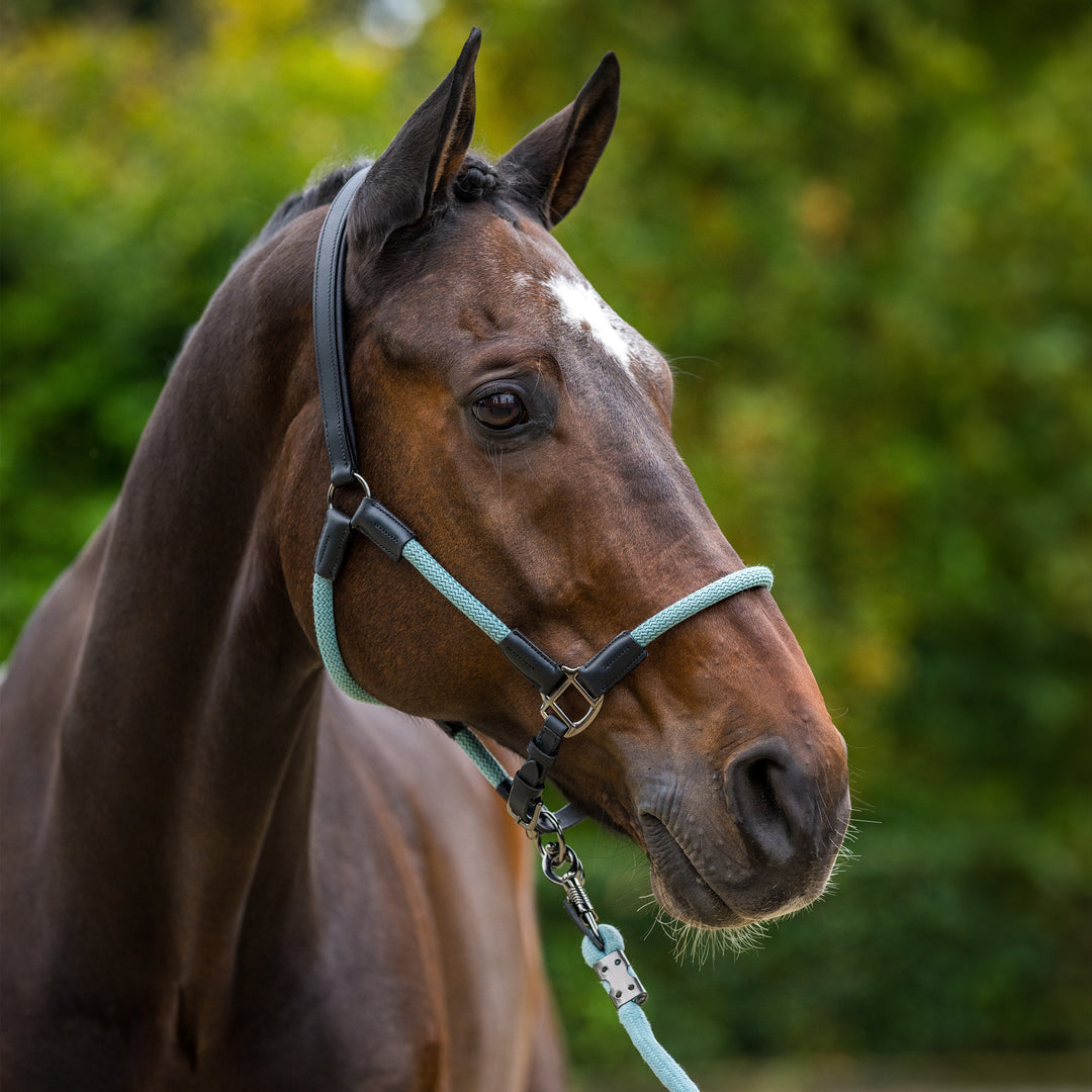 hv-polo-headcollar-hvpfranka-aqua-sky