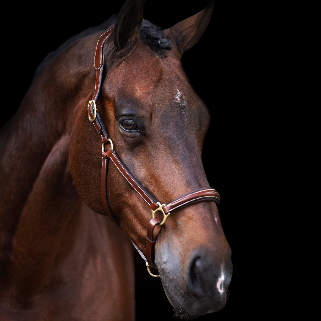 hv-polo-headcollar-hvplegacy-brown
