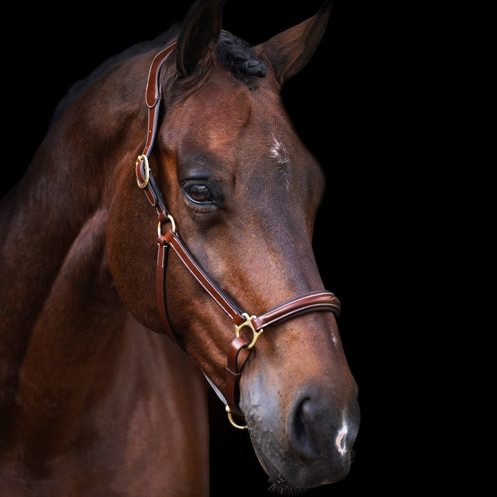 hv-polo-headcollar-hvplegacy-brown