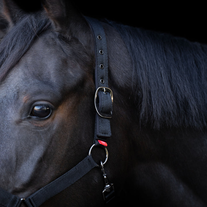 Imperial Riding Headcollar Yearling