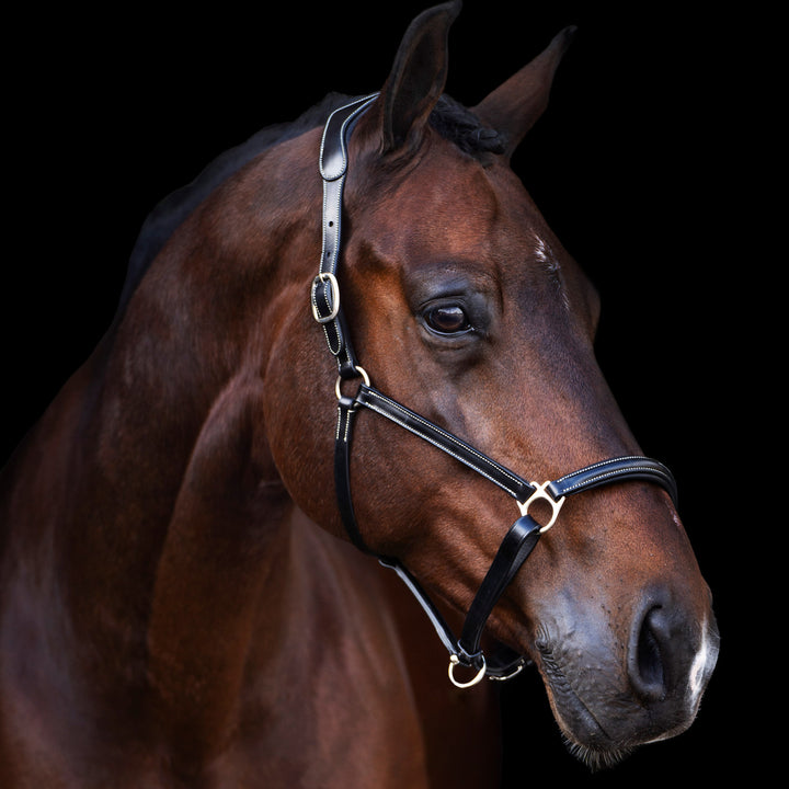 hv-polo-headcollar-hvplegacy-black