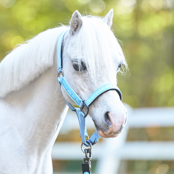 hv-polo-headcollar-hvpnena-powder-blue