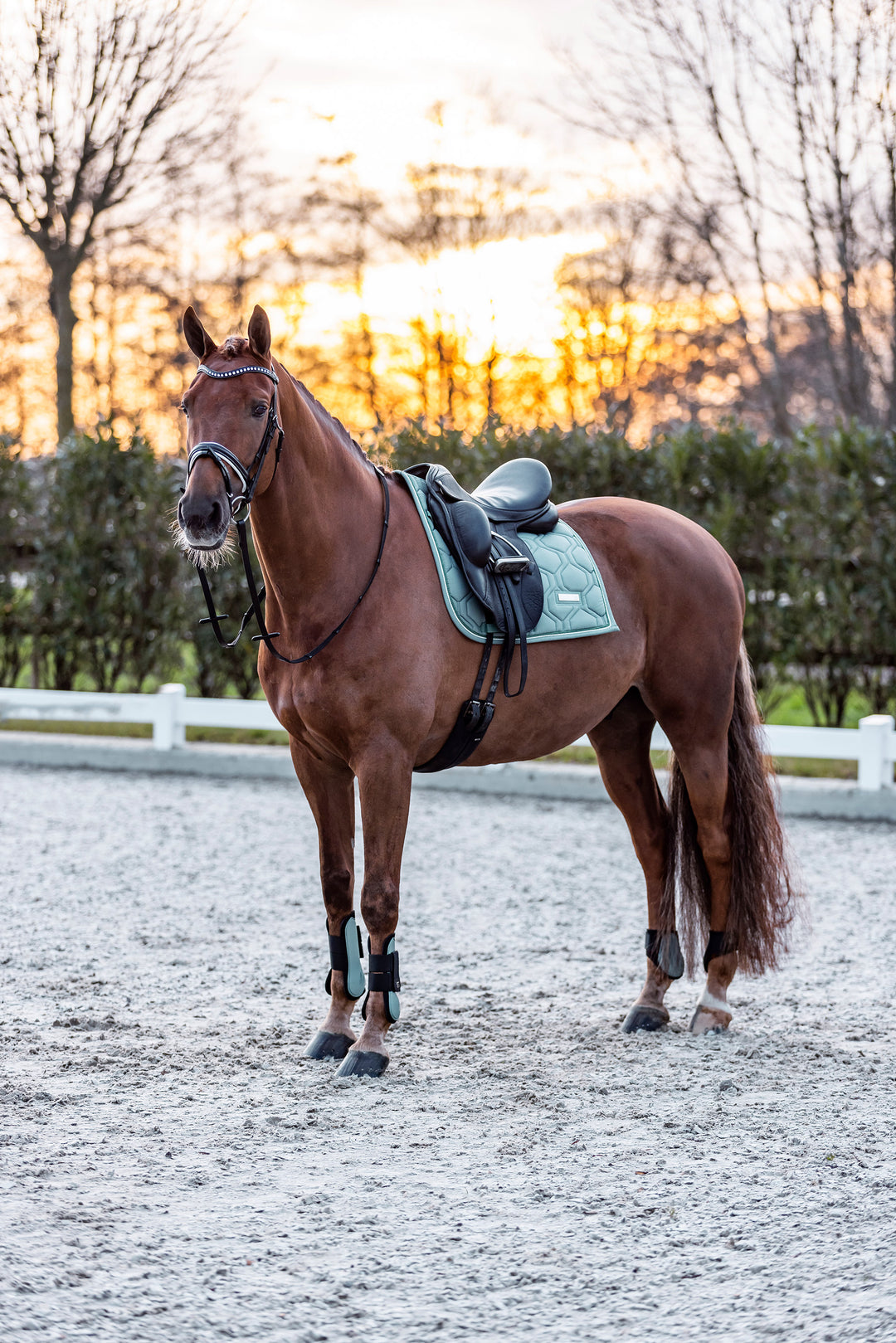 Imperial Riding Fetlock Boots Lovely