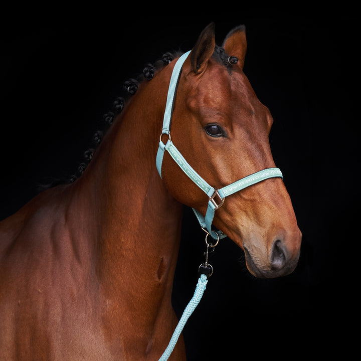 hv-polo-headcollar-hvpnena-aqua-sky