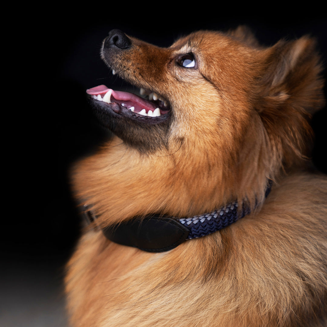 hv-polo-dog-collar-hvpfranka-rope-cloud-grey-navy