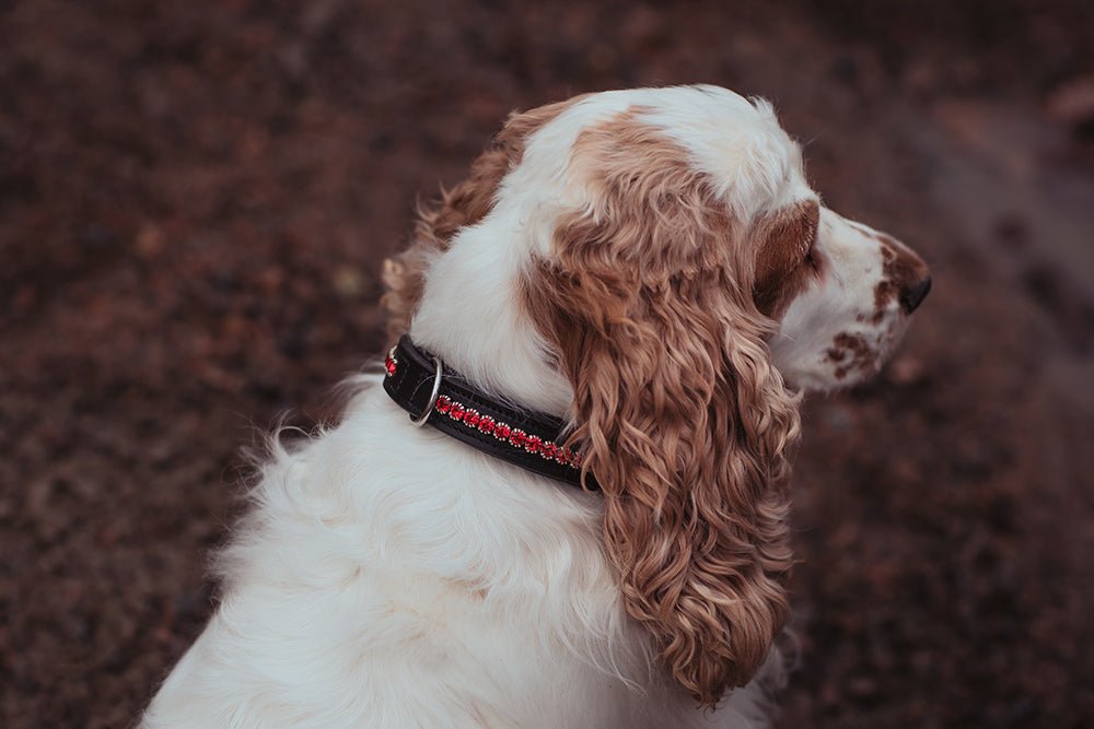 Equestrian Stockholm Dog Collar Bordeaux - Dog Collar - Kingdom Equestrian