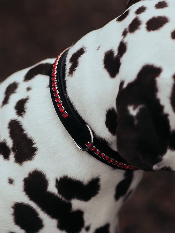Equestrian Stockholm Dog Collar Bordeaux - Dog Collar - Kingdom Equestrian