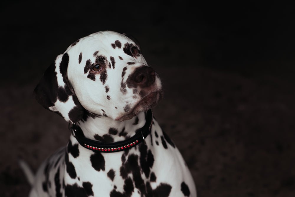 Equestrian Stockholm Dog Collar Bordeaux - Dog Collar - Kingdom Equestrian