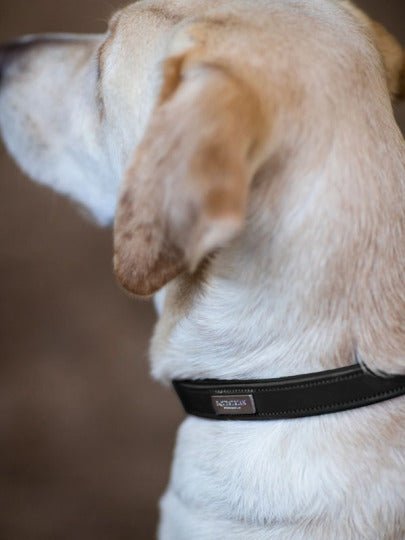 Equestrian Stockholm Dog Collar Clean Black - Dog Collar - Kingdom Equestrian