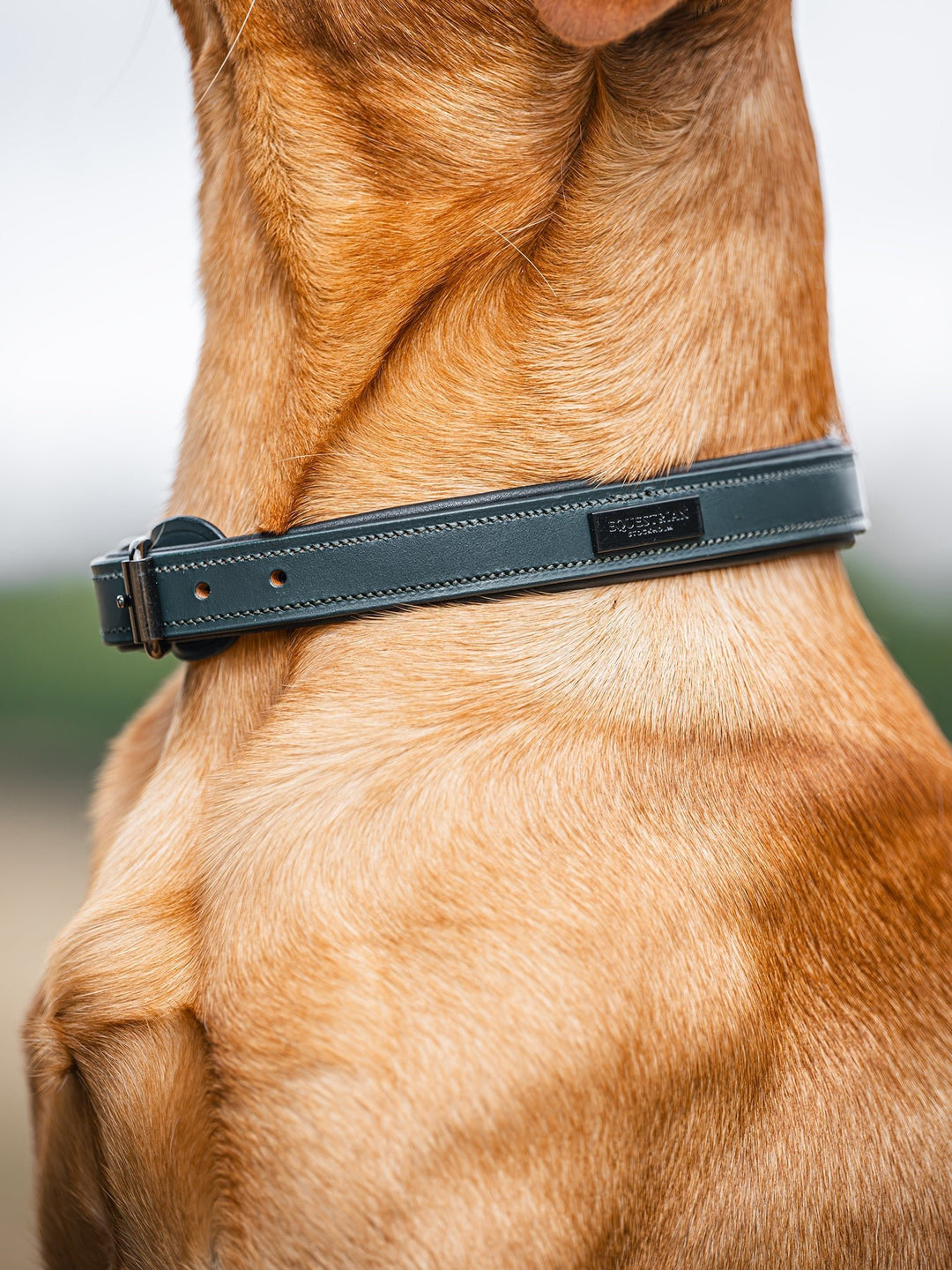 Equestrian Stockholm Dog Collar Clean Dramatic Monday - Dog Collar - Kingdom Equestrian