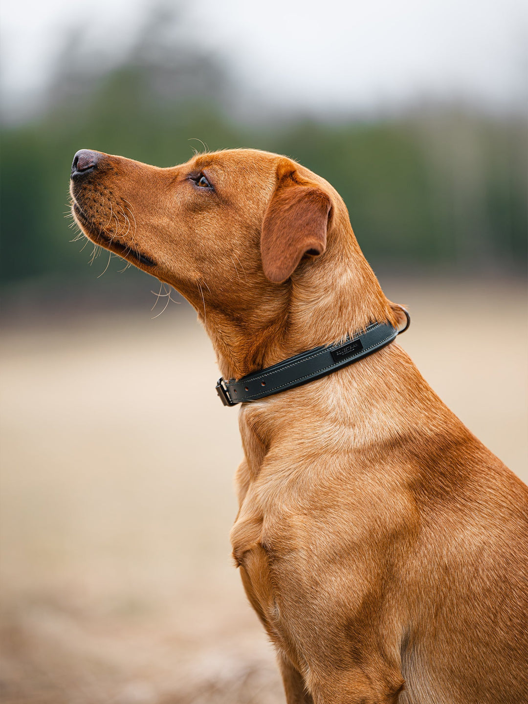 Equestrian Stockholm Dog Collar Clean Dramatic Monday - Dog Collar - Kingdom Equestrian