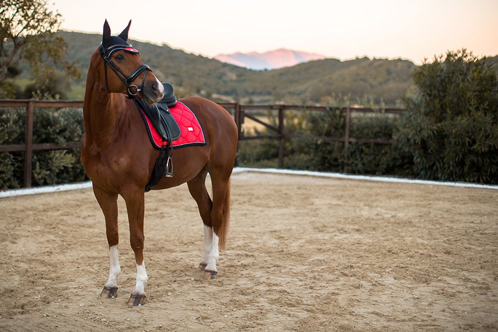 Equestrian Stockholm Dressage Saddle Pad Grenadine - Dressage Saddle Pad - Kingdom Equestrian