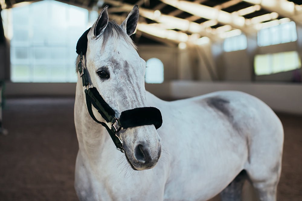 Equestrian Stockholm Fur Halter &amp; Lead Rope Deep Olivine - Halter - Kingdom Equestrian