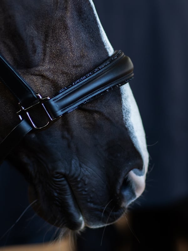 Equestrian Stockholm Glimmer Anatomic Leather Halter Black Edition - Halter - Kingdom Equestrian