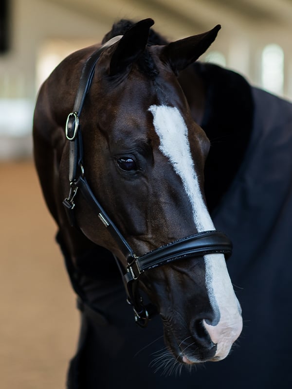 Equestrian Stockholm Glimmer Anatomic Leather Halter Black Edition - Halter - Kingdom Equestrian