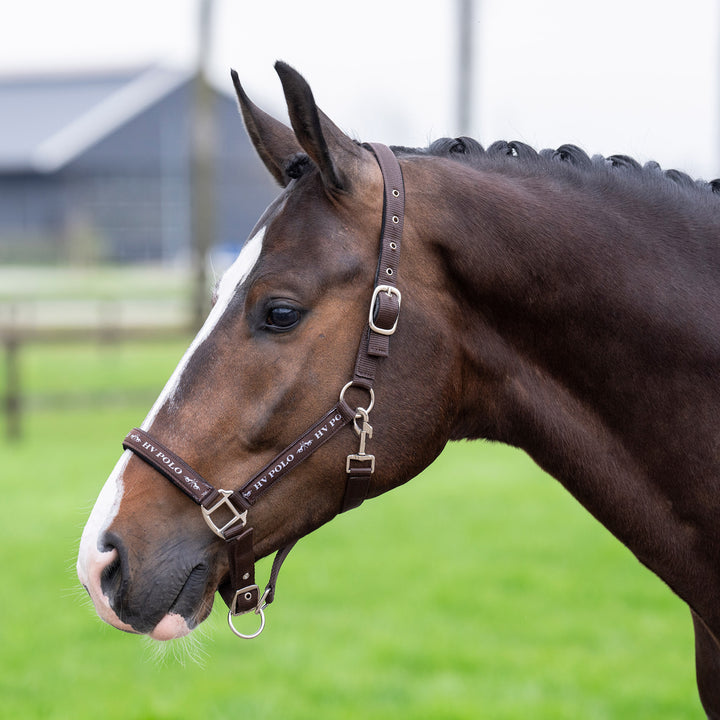 hv-polo-headcollar-hvpnena-brown