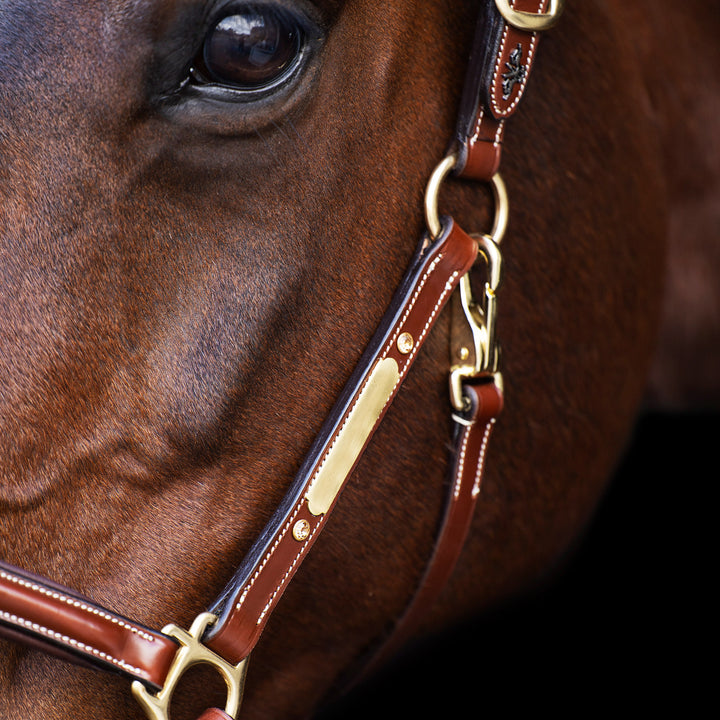 hv-polo-headcollar-hvplegacy-brown